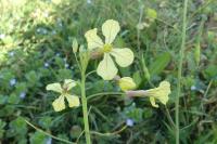 Raphanus raphanistrum