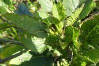 Raphanus raphanistrum