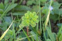 Euphorbia helioscopia