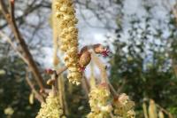 Corylus avellana