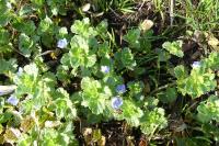 Veronica persica