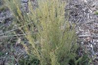 Erica scoparia