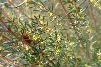 Erica scoparia