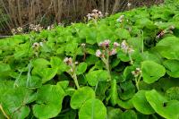 Petasites pyrenaicus