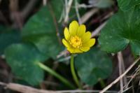 Ficaria verna