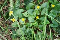 Ficaria verna