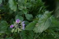 Erodium moschatum