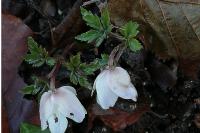 Anemone nemorosa