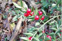 Ruscus aculeatus