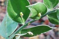 Ruscus aculeatus