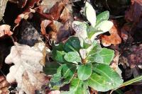 Euphorbia amygdaloides