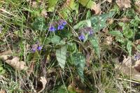 Pulmonaria longifolia
