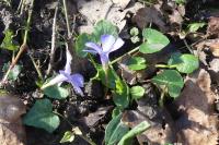 Vinca minor