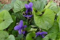 Viola