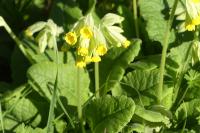 Primula veris