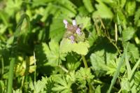 Lamium purpureum