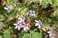 Erodium cicutarium