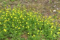 Ranunculus auricomus