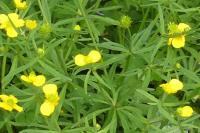 Ranunculus auricomus