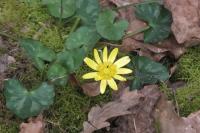 Ficaria verna