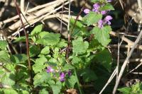 Lamium maculatum
