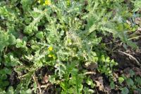 Senecio vulgaris