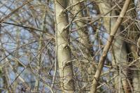 Ulmus minor