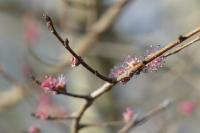 Ulmus minor
