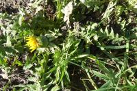 Taraxacum officinale