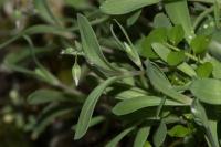 Holosteum umbellatum