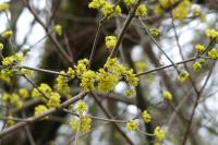 Cornus mas
