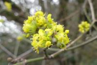 Cornus mas