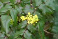 Berberis aquifolium