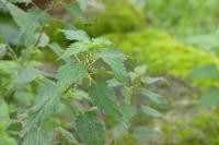 Urtica dioica