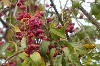 Euonymus europaeus