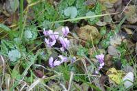 Cyclamen hederifolium