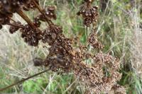 Rumex crispus