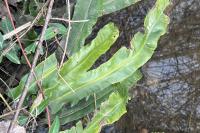 Asplenium scolopendrium