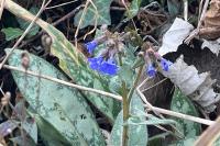 Pulmonaria longifolia