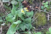 Primula veris