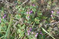 Lamium maculatum