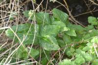 Arum