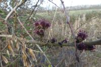 Fraxinus excelsior