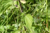 Urtica dioica
