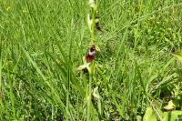 Ophrys insectifera