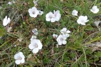Linum appressum
