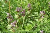 Lamium maculatum