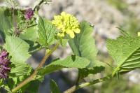 Sinapis arvensis