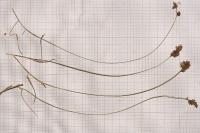 Carex colchica