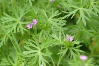 Geranium dissectum